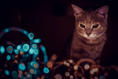 kedi ışıklarla ve güllerle oynuyor.