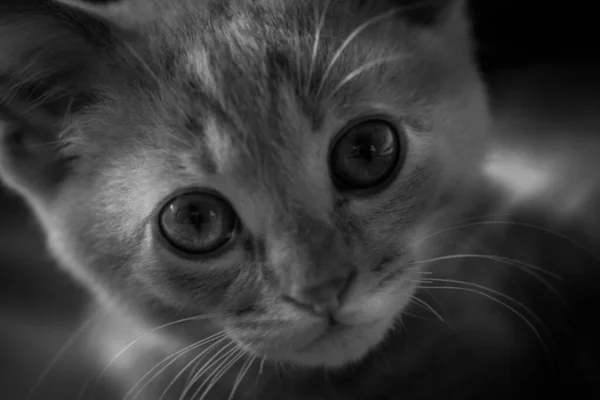 Pequeño Retrato Gatito — Foto de Stock