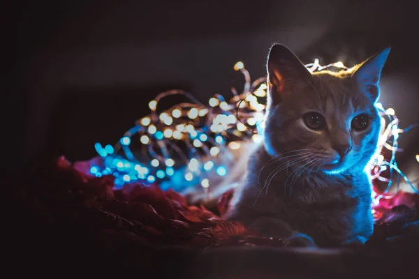 Kedi Işıklarla Güllerle Oynuyor — Stok fotoğraf