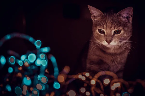 Kedi Işıklarla Güllerle Oynuyor — Stok fotoğraf