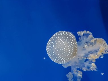 Akvaryumdaki bir denizanası.