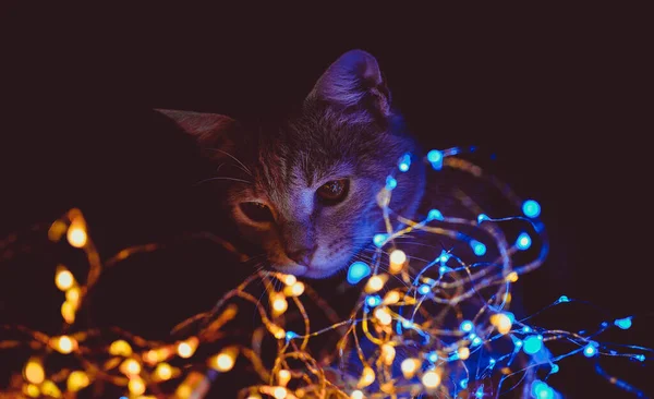 Gato Brincando Com Luzes Rosas — Fotografia de Stock