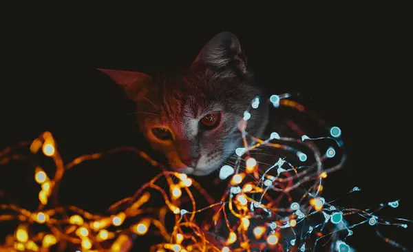 Kedi Işıklarla Güllerle Oynuyor — Stok fotoğraf