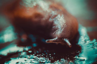 Ağaçta koşan salyangoz