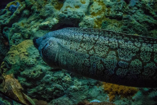 Una Murena Acquario — Foto Stock