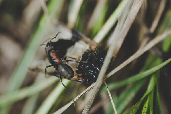 Ants Eating Insect — Stock Photo, Image