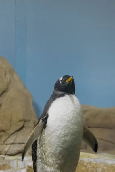 Pingüino Roca — Foto de Stock