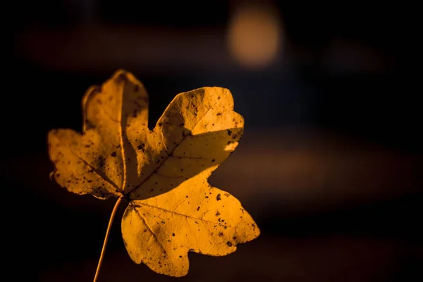 Herinnering Herfstbladeren Oranje Kleuren — Stockfoto