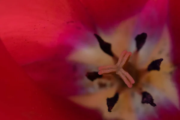 Algumas Tulipas Meu Jardim — Fotografia de Stock