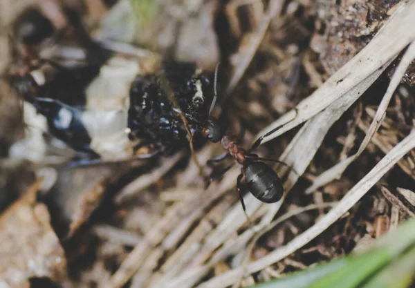 昆虫を食べるアリ — ストック写真