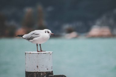 Garda gölündeki martının portresi.