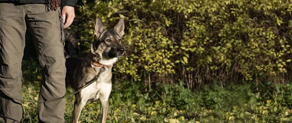 Lojal Hund Skyddar Ägaren Promenad Skogen Höst Laget Nästa — Stockfoto
