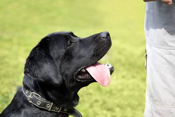 Den Cynologist Utbildning Labrador Utomhus Hunden Väntar Njutning För Kommando — Stockfoto