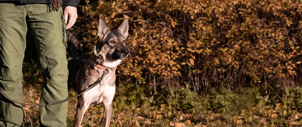 Lojal Hund Skyddar Ägaren Promenad Skogen Höst Kommandot Hälen — Stockfoto