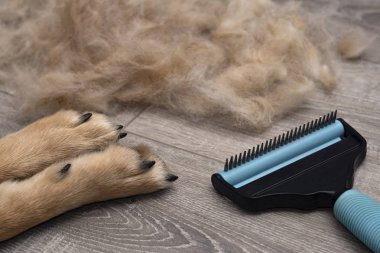 Mevsimlik taciz köpekleri. Damat. Bir köpek bakımı
