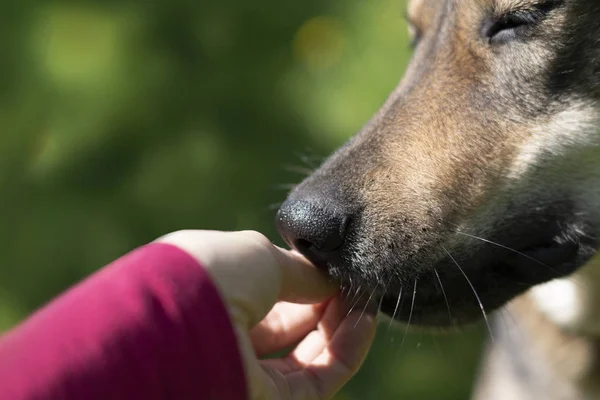 Uppmuntra Hund Träningen Och Korrigering Kommunikation Med Hunden — Stockfoto