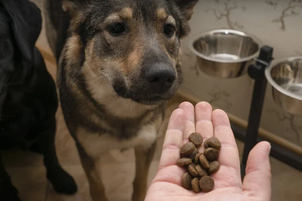 Hund Med Aptit Tittar Maten Ägaren Matar Hunden — Stockfoto
