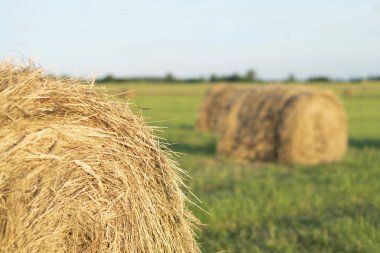 Haystack sahada. Buğday hasat. Tahıl hasat