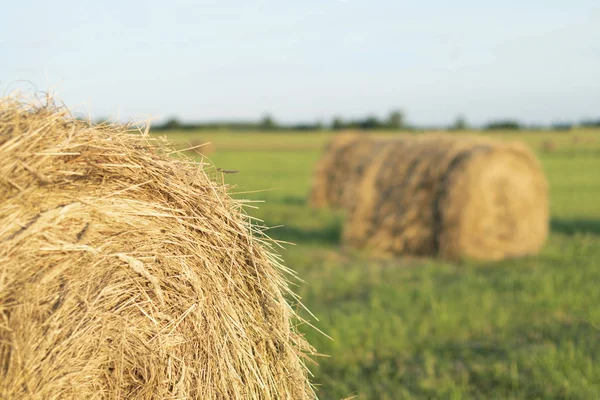 Haystack sahada. Buğday hasat. Tahıl hasat
