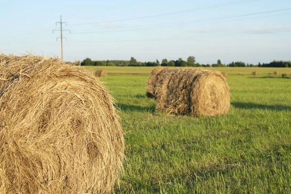 Haystack sahada. Buğday hasat. Tahıl hasat