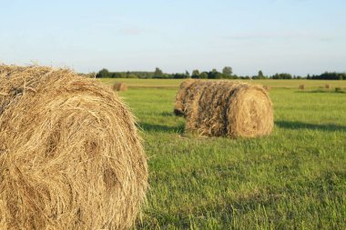 Haystack sahada. Buğday hasat. Tahıl hasat