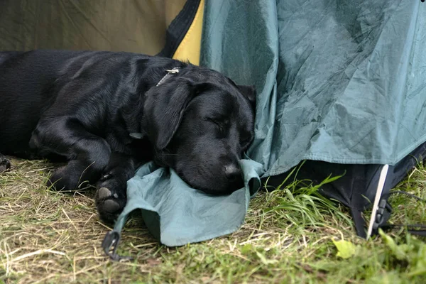 The dog sleeps in a tourist tent. Travelling with a dog. The dog in the campaign.