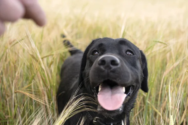 Hund Väntar Ett Kommando Från Värden Med Hunden Fältet — Stockfoto