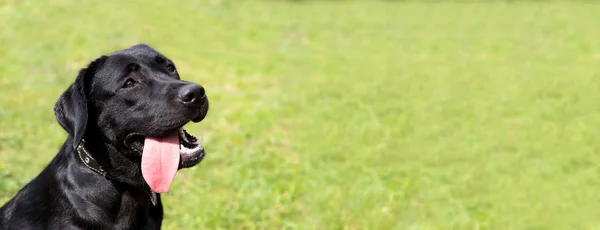 Schwarzer Labrador Sitzt Auf Dem Rasen Und Wartet Auf Ein — Stockfoto