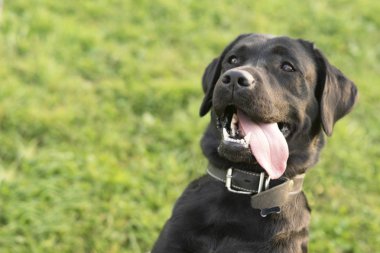 Köpek bir komuta sahibi yok. Köpek yürüyüşü
