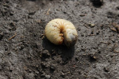 Mayıs böceği larvası. Sıradan Cockchafer ya da May Bug. Melolontha.