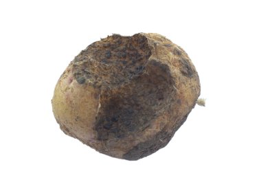 Patates hastalıkları: Bir Köstebek kriket (Gryllotalpidae) tarafından zarar patates. Köstebek kriket patates yedi. Beyaz üzerine izole.