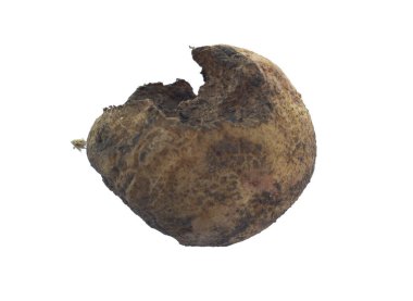 Patates hastalıkları: Bir Köstebek kriket (Gryllotalpidae) tarafından zarar patates. Köstebek kriket patates yedi. Beyaz üzerine izole.