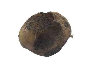 Patates hastalıkları: Bir Köstebek kriket (Gryllotalpidae) tarafından zarar patates. Köstebek kriket patates yedi. Beyaz üzerine izole.