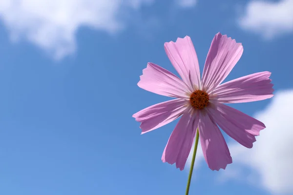 Pink cosmos flower (Cosmos Bipinnatus) on blue sky background.