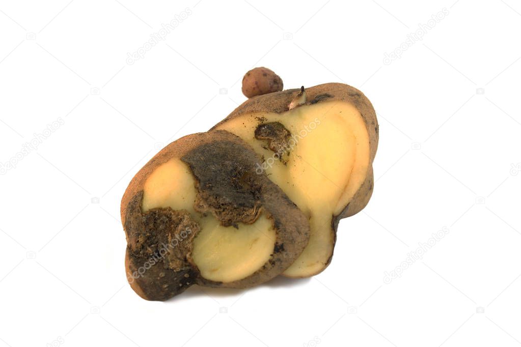 Potato diseases: Early blight . Isolated on white