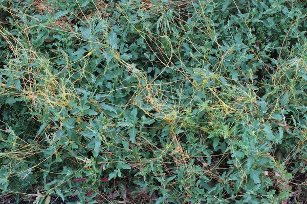 Cuscuta Dodder Rośliny Pasożytnicze Trawie — Zdjęcie stockowe