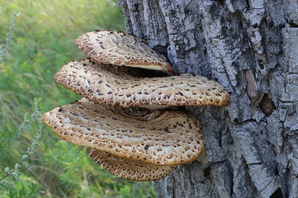 Chaga Svamp Trädet Stora Träd Svampar Växte Stammen Ett Träd — Stockfoto