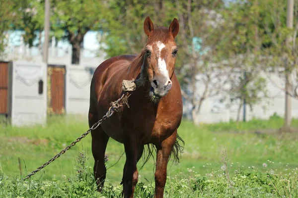 Caballo Está Atado Las Moscas Sientan Alrededor Los Ojos Del — Foto de Stock