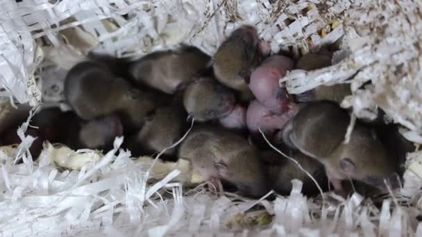 Odpadky Malých Dětských Myší Štěňátka Různých Mladých Věků Schoulují Matších — Stock video