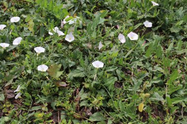 Weed Morning Glory ya da küçük sinot, Convolvulus arvensis çiçekler