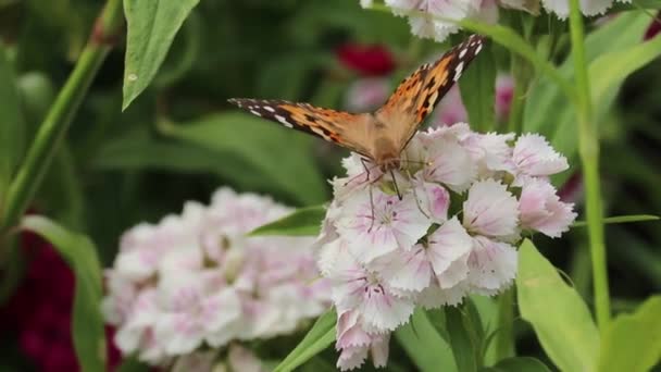 Borboleta Europeia Pequena Tartaruga Aglais Urticae Néctar Colector Borboletas — Vídeo de Stock