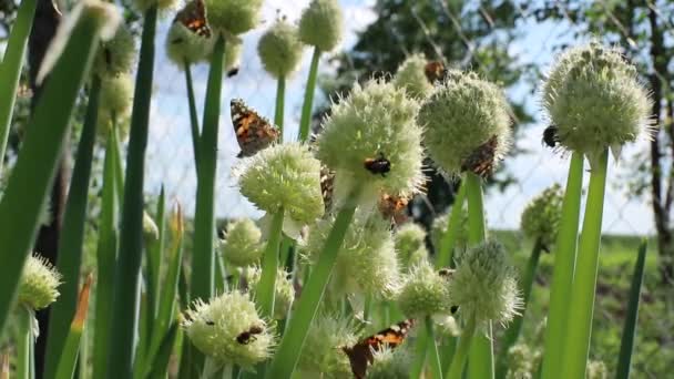 Muchos Insectos Recogen Néctar Las Flores Cebolla Mariposa Pequeña Tortuga — Vídeo de stock