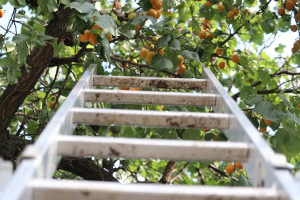 Branches Apricots Picking Apricot Tree Ladder — Stock Photo, Image