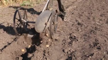 El saban kullanarak patates hasadı.