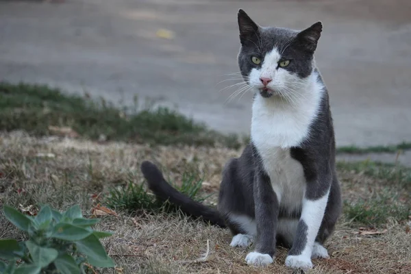 Portre gri ve beyaz kedi