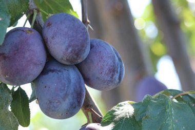 Bahçede bir ağaç üzerinde olgun erik ile Dal