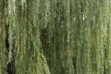 Yapraklı söğüt dalları bir sürü asılı.