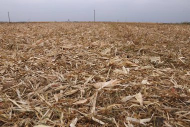 Mısır hasat sonra tarım alanı. Sahada mısır sapı ve yapraklarıkalıntıları vardır.