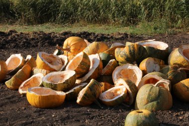 Kabak çekirdeği hasat. Tarlada yatan kabakları kesin.