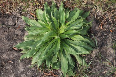 Tarla olu Sonchus asper. Başka bir isim alan süt devedikeni, alan sowthistle, çok yıllık sow-thistle, mısır evedikeni devedikeni, dindle, gutweed.
